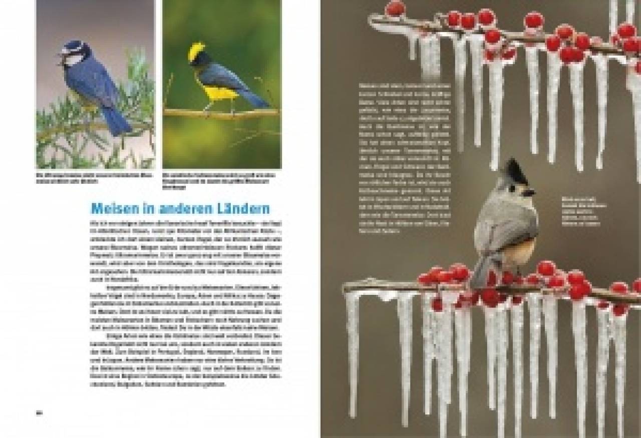 Entdecke die Meisen